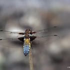 Plattbauchlibelle am Schlangenweiher