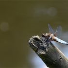 *Plattbauchlibelle am Waldteich*...