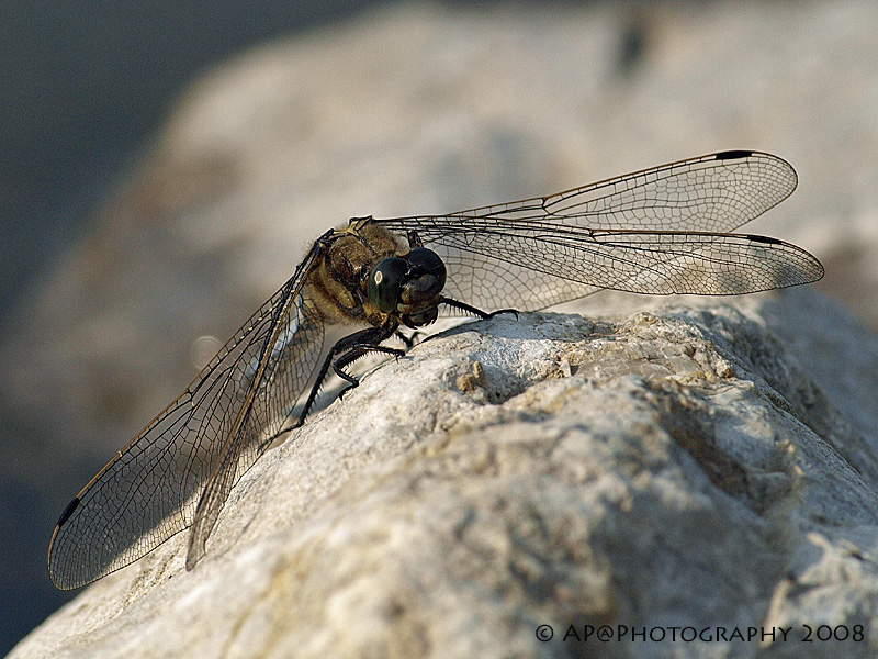 Plattbauchlibelle an der Ruhr