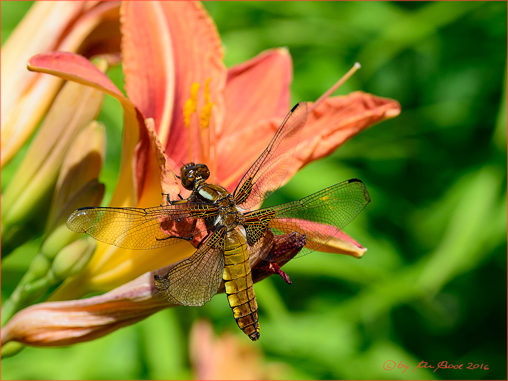 Plattbauchlibelle auf braunroter Taglilie