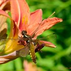 Plattbauchlibelle auf braunroter Taglilie