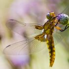 Plattbauchlibelle auf Distel