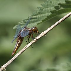 Plattbauchlibelle auf einem Ast