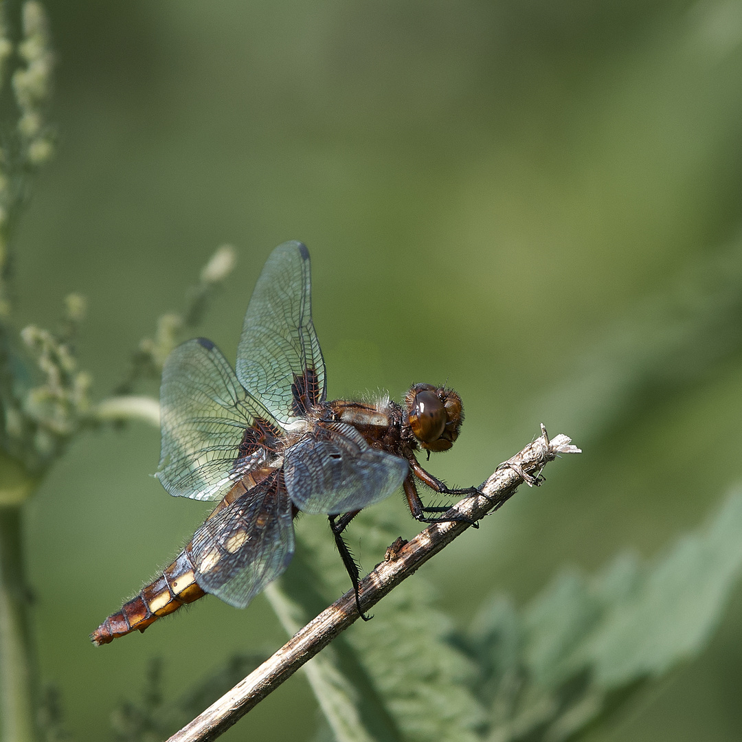 Plattbauchlibelle auf einem Ast