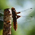 Plattbauchlibelle auf rostiger Eisenstange