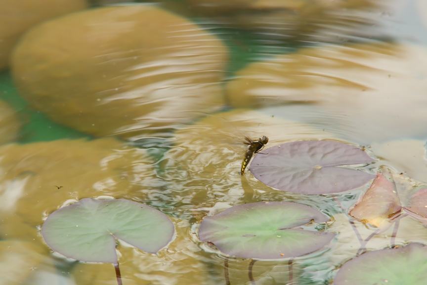 Plattbauchlibelle bei der Eiablage