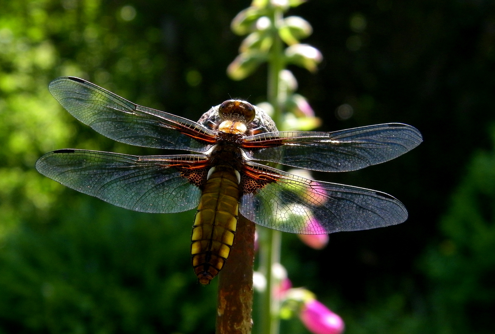 Plattbauchlibelle beim Sonnenbad