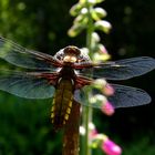 Plattbauchlibelle beim Sonnenbad