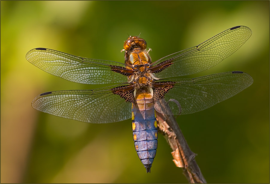 Plattbauchlibelle