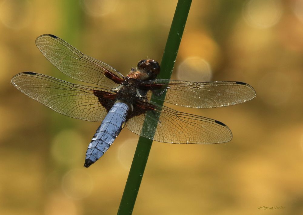 Plattbauchlibelle