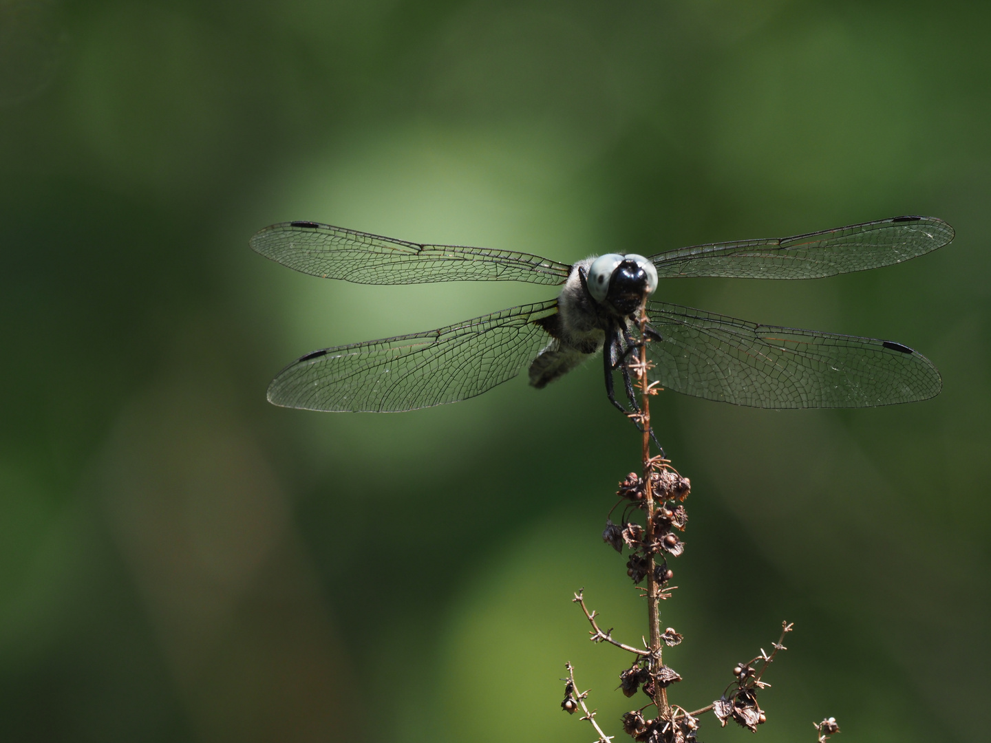 Plattbauchlibelle