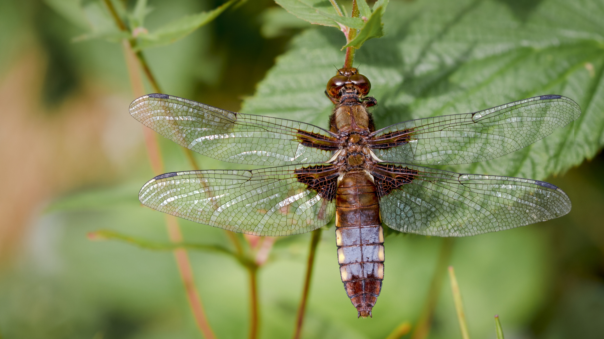 plattbauchlibelle