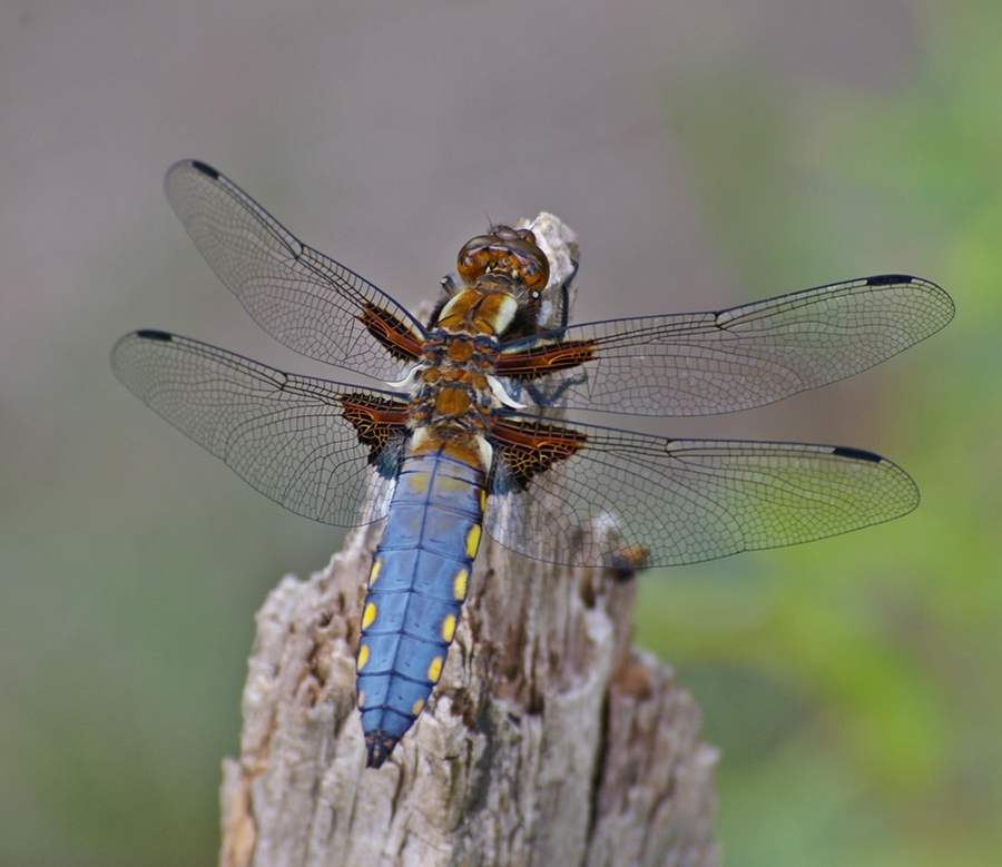 Plattbauchlibelle