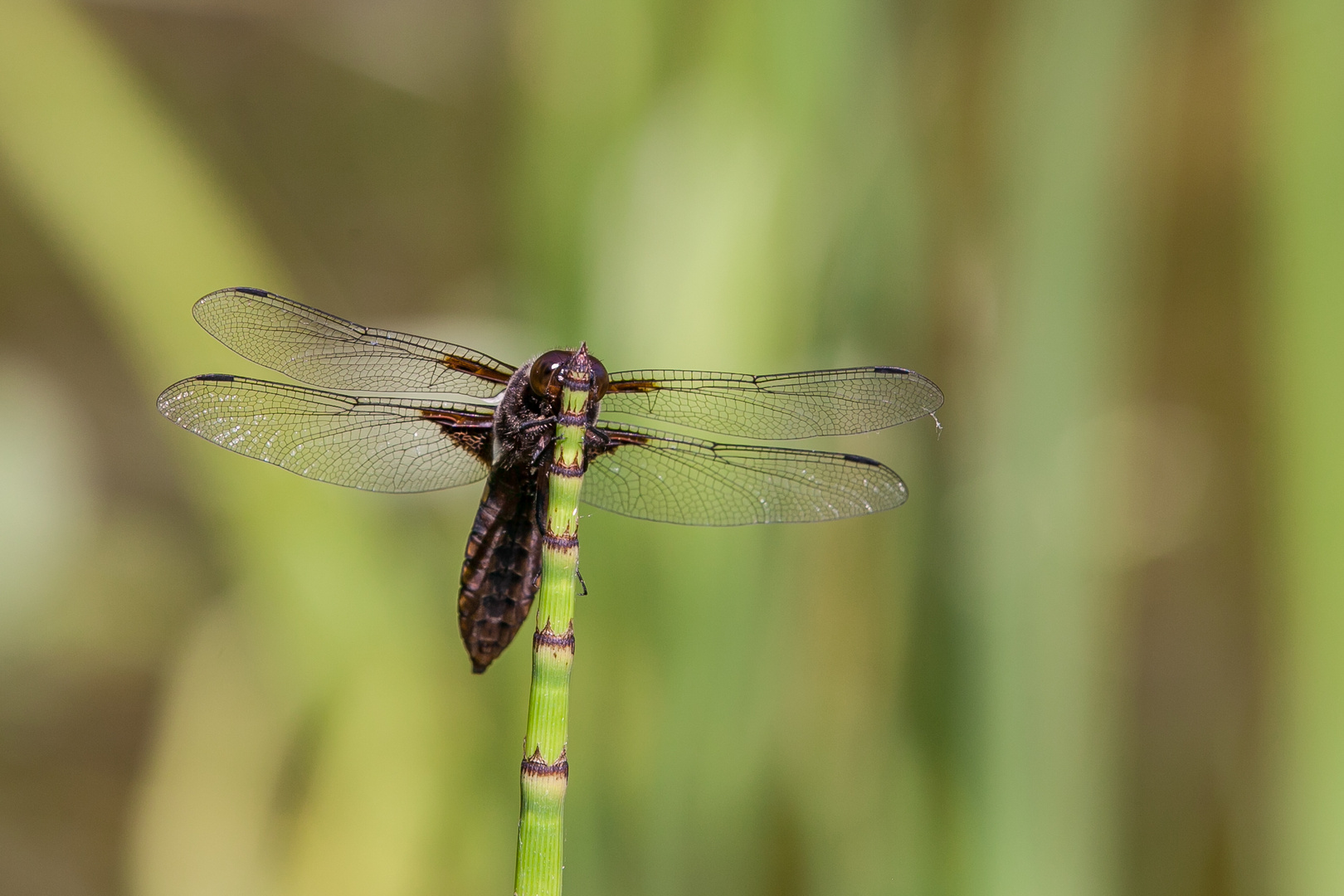 Plattbauchlibelle