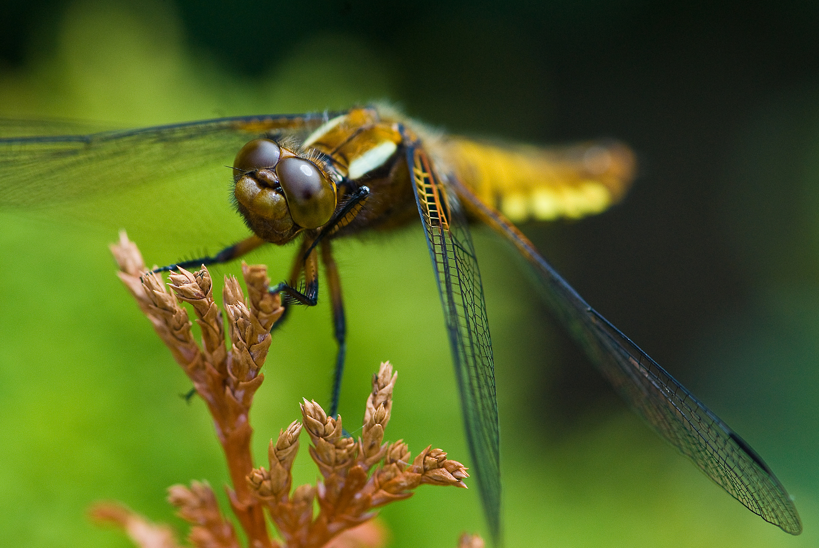 Plattbauchlibelle 