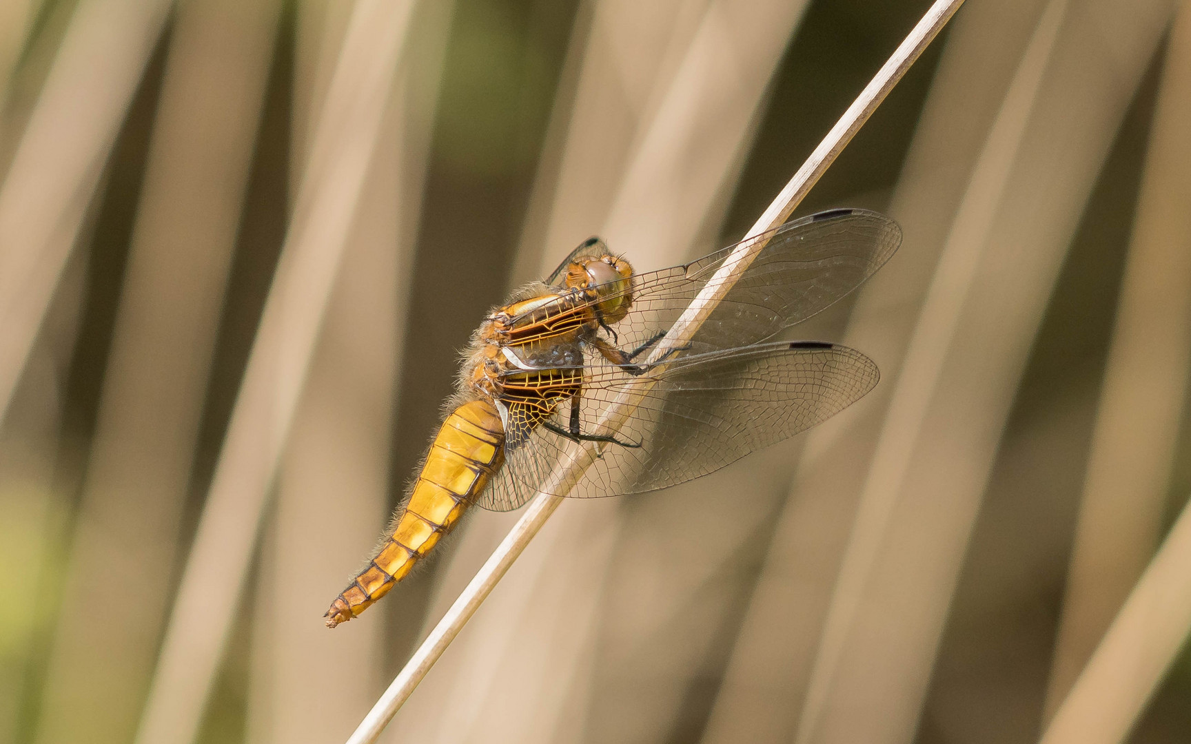 Plattbauchlibelle frei am Halm