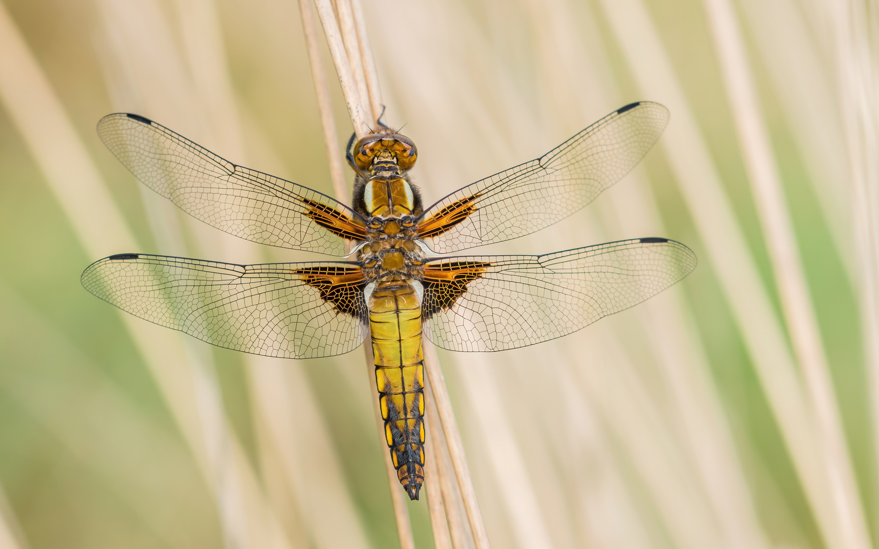 Plattbauchlibelle frisches Männchen