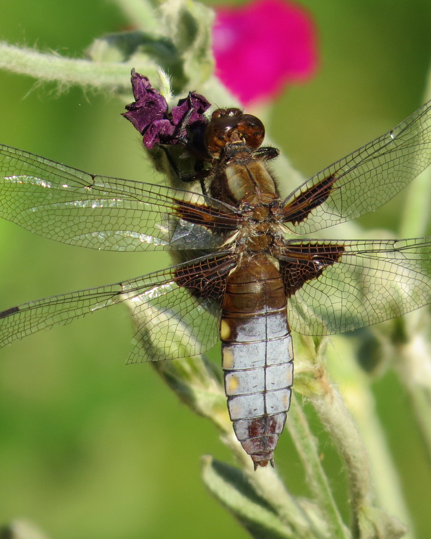 Plattbauchlibelle ganz