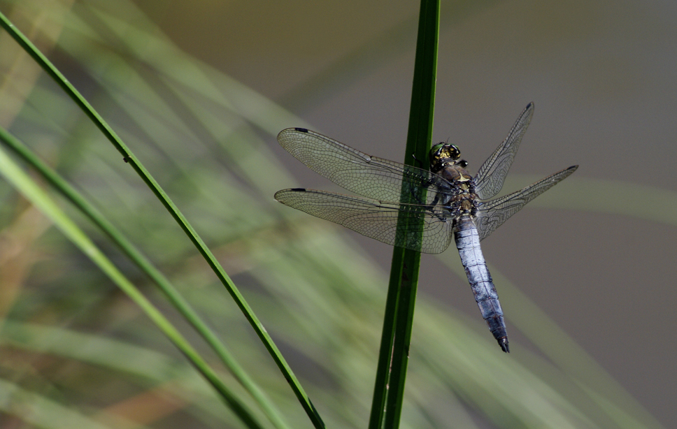 Plattbauchlibelle (großer Blaupfeil )