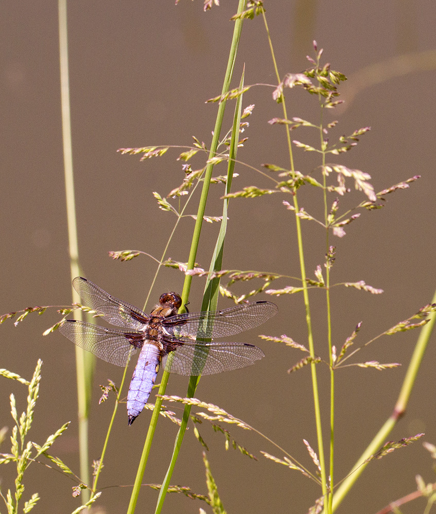 Plattbauchlibelle I