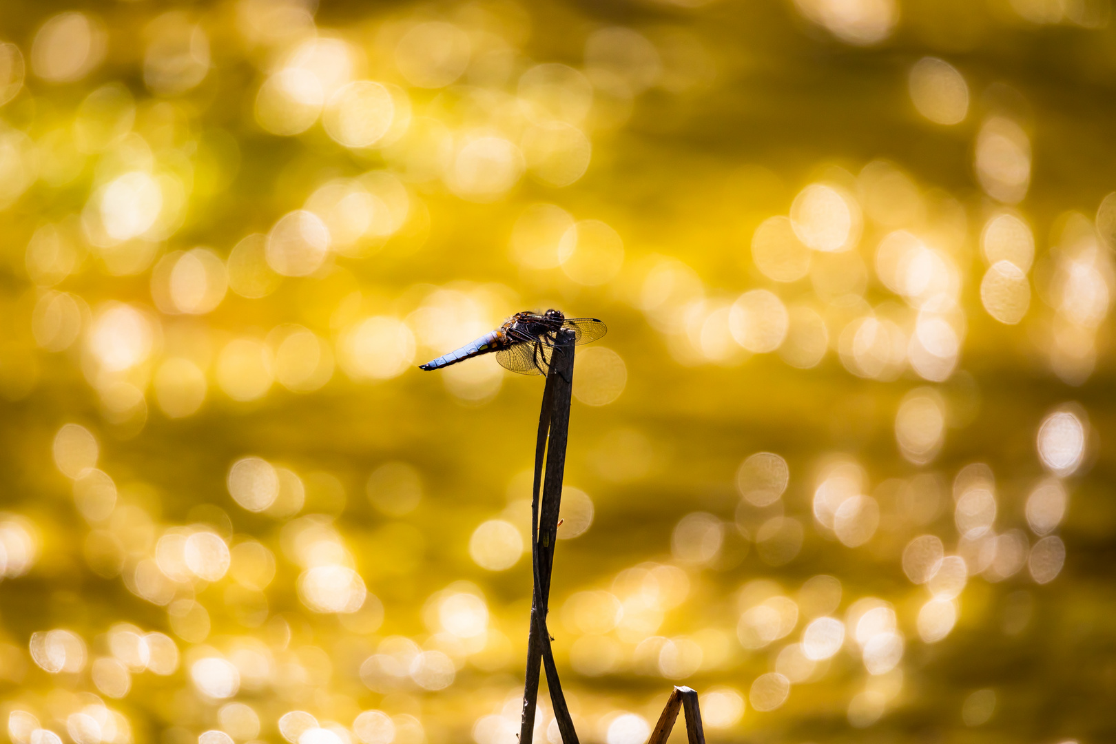 Plattbauchlibelle im Gegenlicht