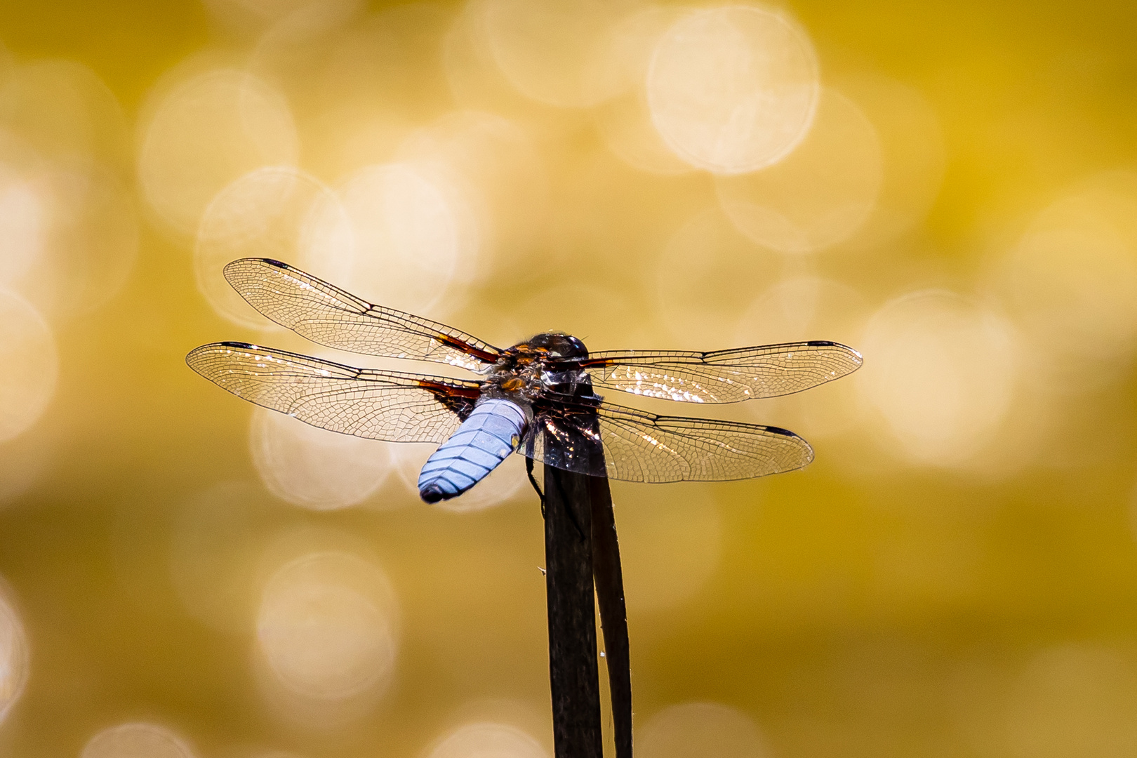 Plattbauchlibelle im Gegenlicht