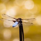 Plattbauchlibelle im Gegenlicht