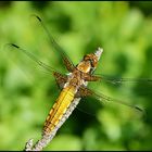 Plattbauchlibelle (junges Männchen) - Libellula depressa