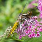 Plattbauchlibelle, junges Weibchen 