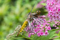 Plattbauchlibelle, junges Weibchen 