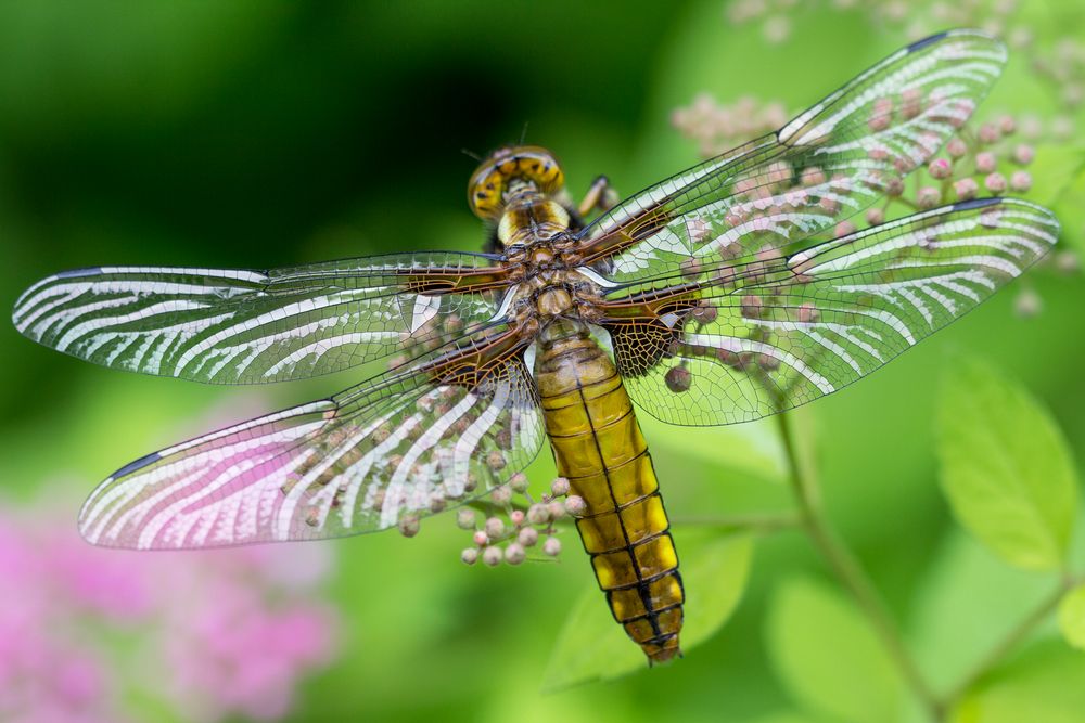 Plattbauchlibelle, junges Weibchen