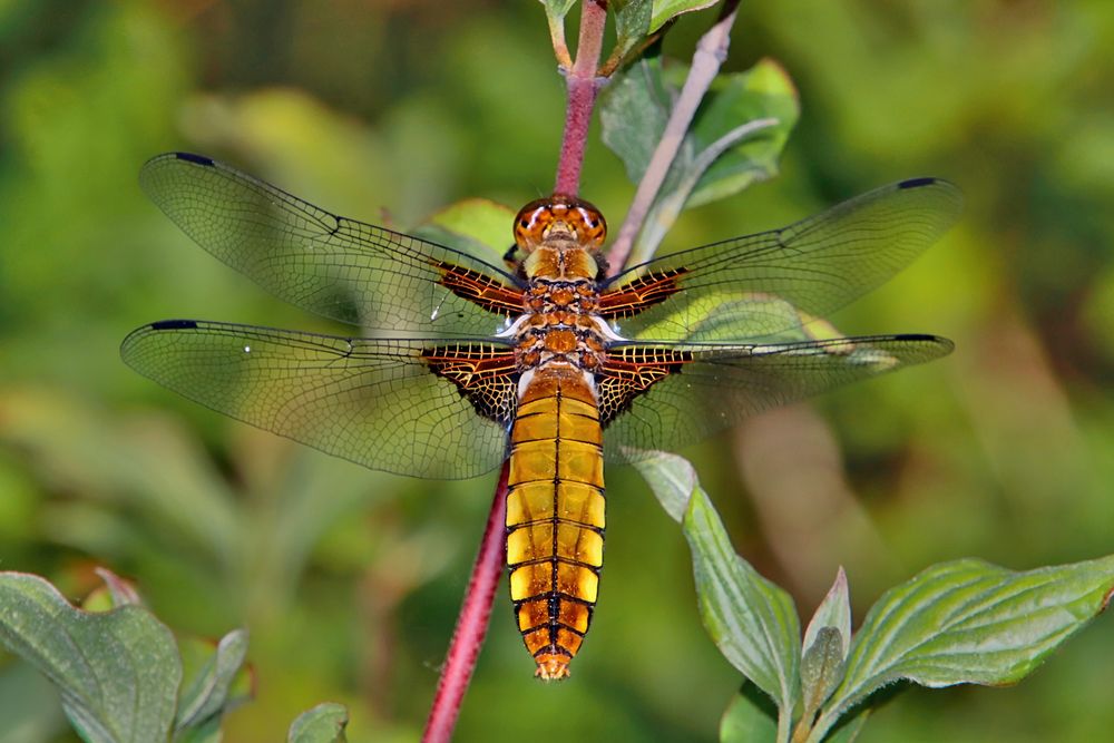 Plattbauchlibelle  junges Weibchen