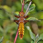 Plattbauchlibelle  junges Weibchen