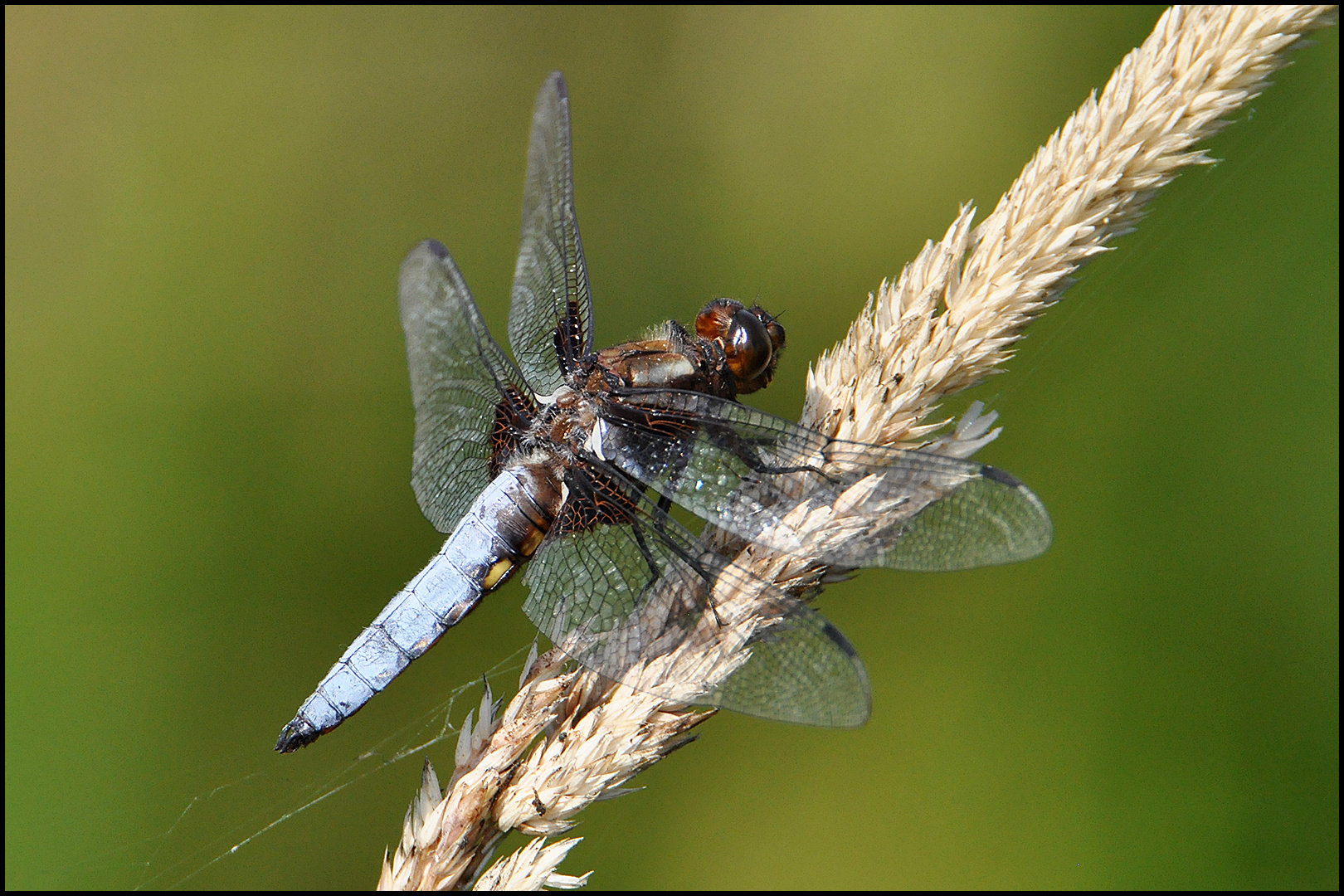 Plattbauchlibelle - Libellula depressa