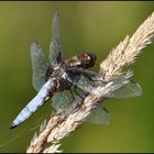 Plattbauchlibelle - Libellula depressa