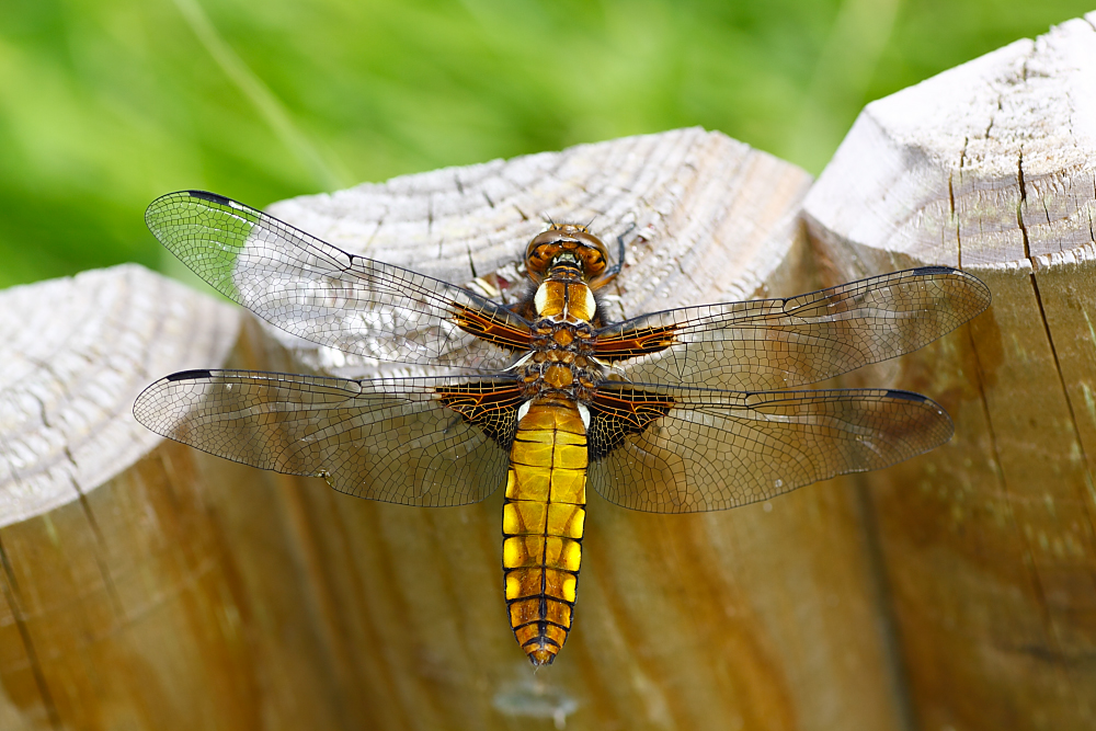 Plattbauchlibelle (Libellula depressa)