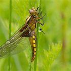 Plattbauchlibelle (Libellula depressa)