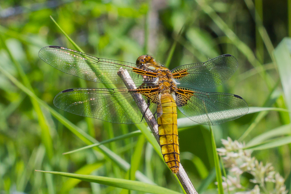 Plattbauchlibelle (libellula depressa)