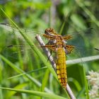 Plattbauchlibelle (libellula depressa)