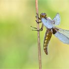 Plattbauchlibelle (Libellula depressa)