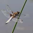 Plattbauchlibelle ( Libellula depressa )