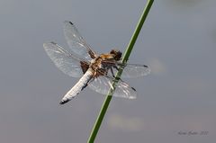 Plattbauchlibelle ( Libellula depressa )