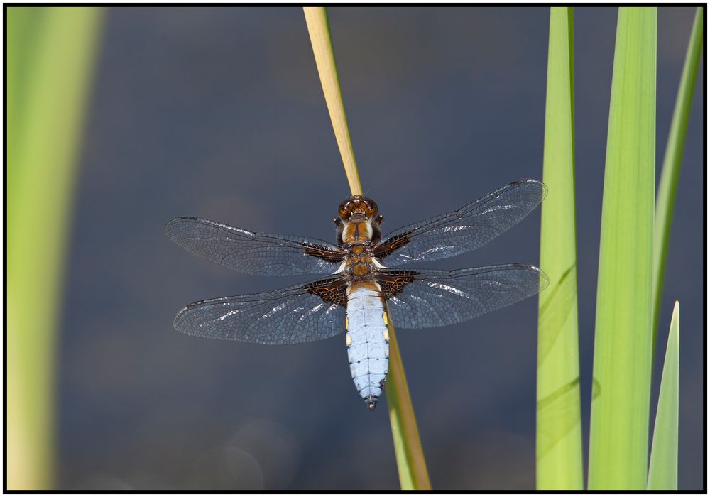 " Plattbauchlibelle " (Libellula depressa)