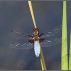 " Plattbauchlibelle " (Libellula depressa)