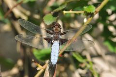 Plattbauchlibelle (Libellula depressa) Männchen