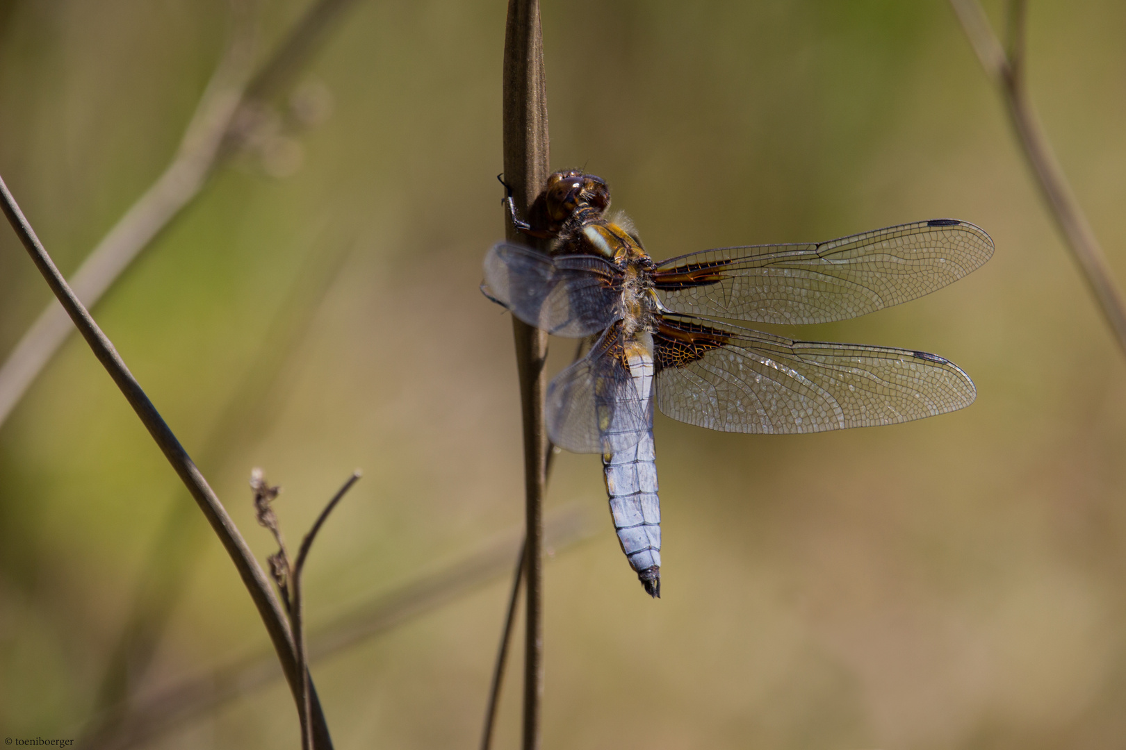 Plattbauchlibelle (Libellula depressa) männlich