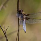 Plattbauchlibelle (Libellula depressa) männlich