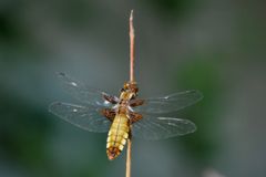 Plattbauchlibelle (Libellula depressa) Weibchen