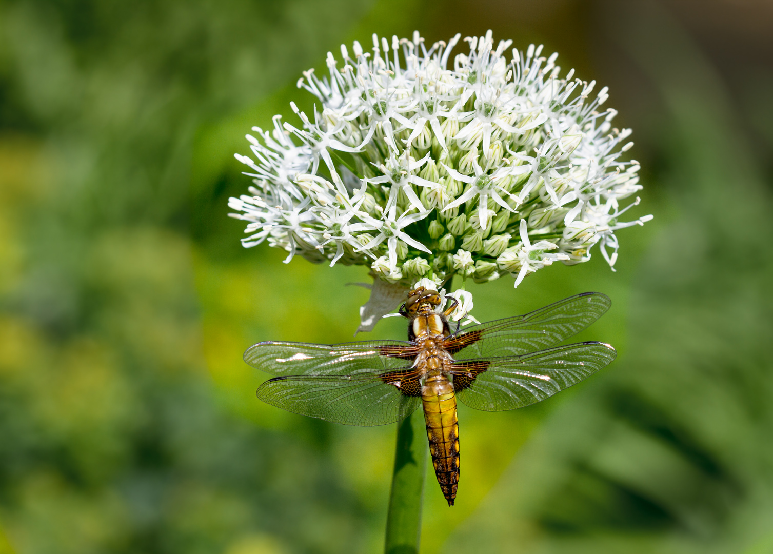 plattbauchlibelle m.