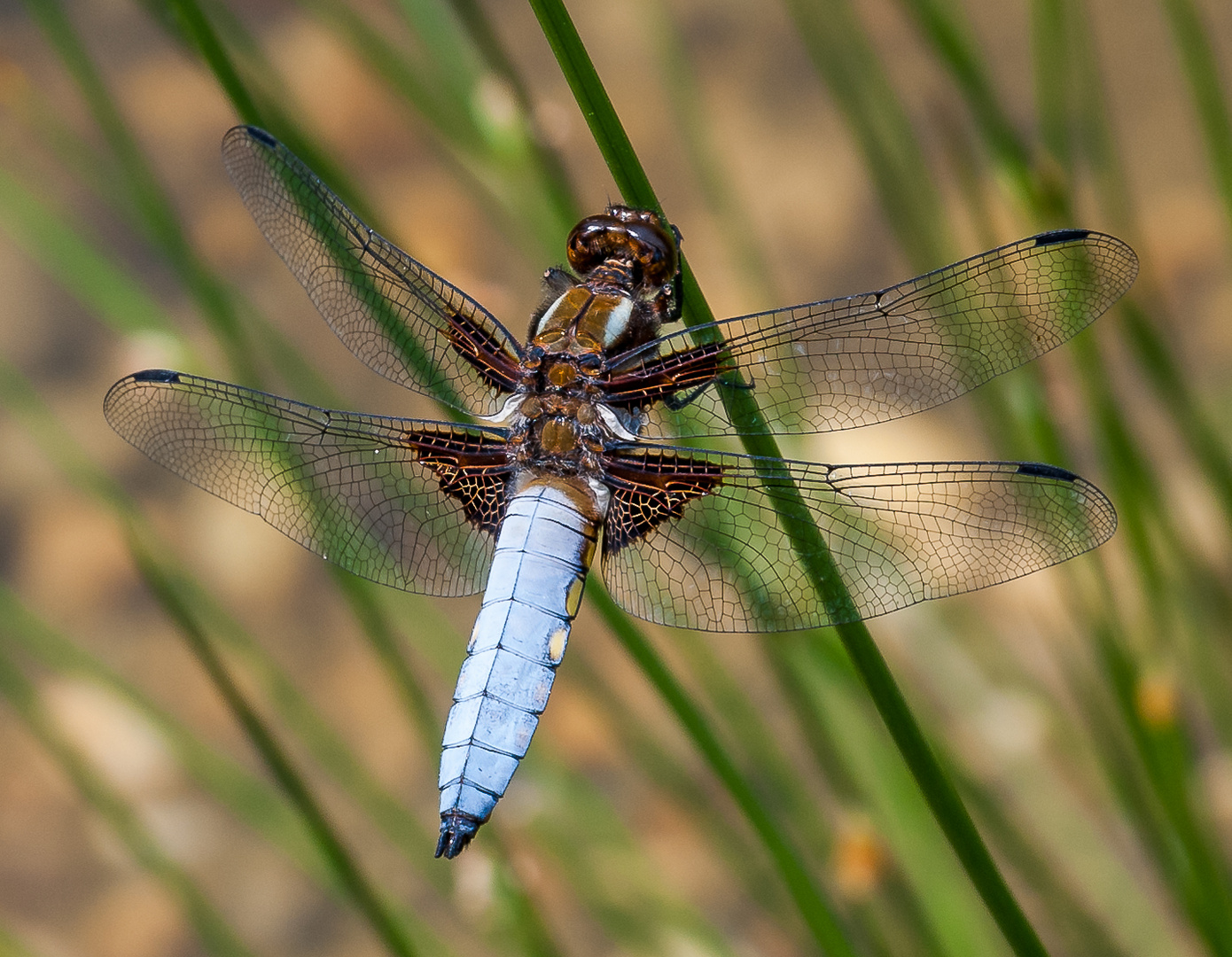 Plattbauchlibelle, Männchen